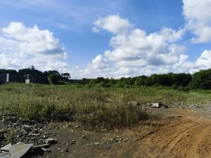 海口琼山区50亩林地租金200元/亩/年一年一付交通便利