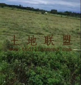 儋州300亩基本农田短期出租水源充足交通便利