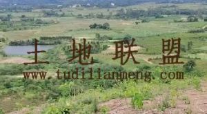 东方70亩林地水电方便租金450元/亩/年