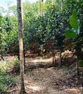 万宁108亩林地农场地可以更名交通便利