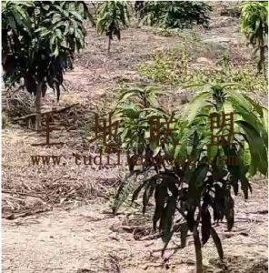 陵水32亩芒果园转让农场地可以更名交通便利