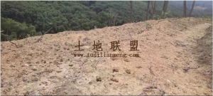 白沙100亩林地已整好平台租金10元/亩/年一年一付