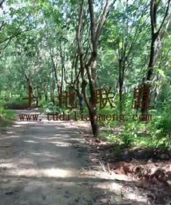 保亭500亩林地农场地可以更名租金300元/亩/年