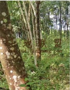 澄迈900亩林地交通便利土壤肥沃