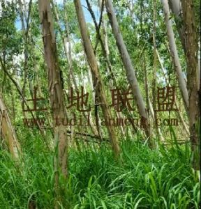 昌江200亩林地水源充足租金可以分期付款