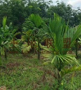 琼中80亩槟榔园租金130元/亩/年一年一付