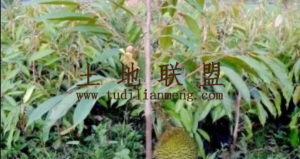 陵水90亩榴莲园转让租金80元/亩/年一年一付