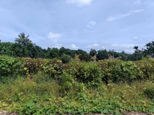 陵水110亩林地可以随时进场设施齐全租金80元/亩/年