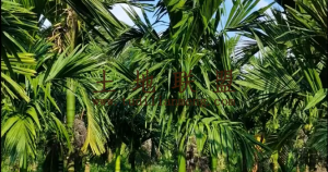 东方15亩槟榔园出租只要40元/棵树长势旺盛接手管理就有收益