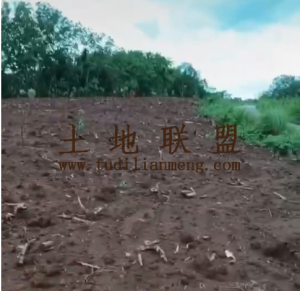 定安60亩农场地租金150元/亩/年交通便利