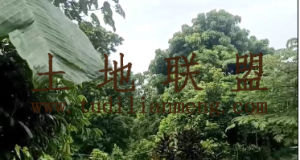 万宁兴隆180亩林地水电房设施齐全租金500元/亩/年