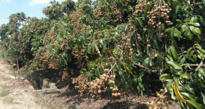 乐东160亩龙眼园转让交通便利适合种植榴莲