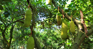 儋州100亩菠萝蜜园转让设施齐全租金500元/亩/年十年一付