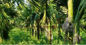 定安8亩果园地转让农场地可以更名转让费18万