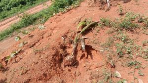 万宁16亩自留地没有租金设施齐全转让费只要25万