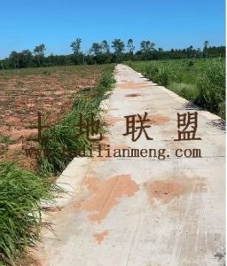 屯昌200亩林地已平整好可以随时进场租金500元可以五年一付