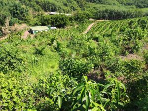 白沙50亩槟榔园长势良好租金500元/亩/年五年一付