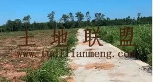 昌江240亩基本农田短期出租水源充足租金760元/亩/年