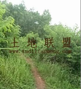 乐东220亩林地租金水电路已通租金可以分期付款