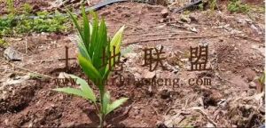 白沙县城周边8亩槟榔园转让交通便利水电齐全