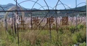 乐东72亩哈蜜瓜种植地出租设施齐全接手就可种植