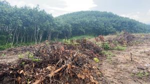 乐东150亩林地已平整好可以随时进场租金可以分期付款