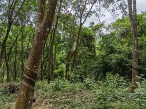 白沙5000亩国有出让林地租金333元/亩/年