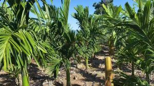 乐东25亩槟榔园设施齐全没有租金长势良好