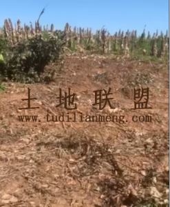 临高28亩林地水电设施齐全租金十年一付可以随时进场