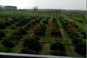 东方120亩龙眼园转让租金300元/亩/年一年一付