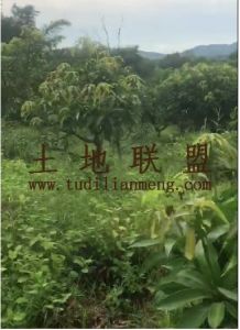 东方200亩林地水源充足租金500元/亩/年