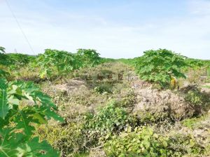 东方150亩林地水源充足租金可以分期付款