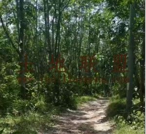 昌江450亩林地租金可以分期付款交通便利