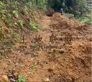 琼中60亩农场林地租金120元/亩/年一年一付