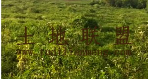 海口琼山区60亩林地交通便利租金可以分期付款