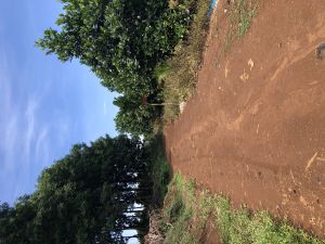 定安80亩菠萝蜜园设施齐全农场地可以更名接手管理就有收益