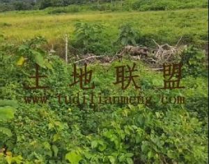 琼海200亩基本农田租金400元/亩/年十年一付