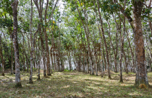 白沙25亩农场林地租金便宜转让费35万