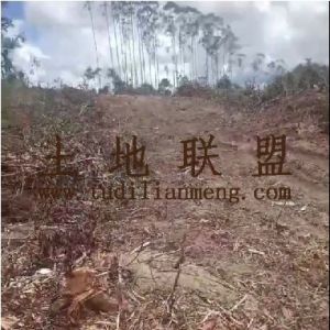 屯昌186亩林地农场地可以更名土壤肥沃