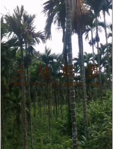 东方32亩槟榔园长势良好接手管理就有收成