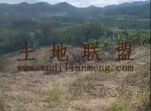 万宁300亩林地有水电房齐全租金350元/亩/年