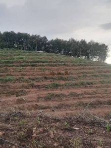 儋州230亩林地已平整好可以随时进场租金400元/亩/年