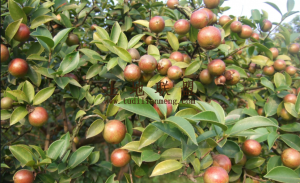 万宁100亩林地水电房设施齐全租金80元/亩/年