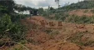 琼中30亩林地土壤肥沃租金120元/亩/年