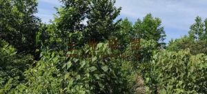 屯昌55亩林地水源充足土壤肥沃租金450元/亩/年