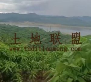 乐东80临近水库边种植地租金700元/亩/年