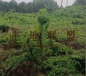 乐东县城周边32亩林地交通便利可以随时进场耕种