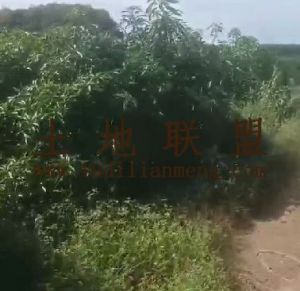 陵水40亩芒果园转让30年合同没租金接手管理就有收益