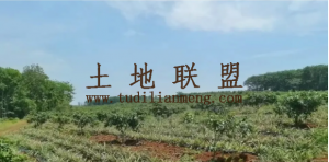 海口美兰区150亩荔枝园转让土壤肥沃交通便利