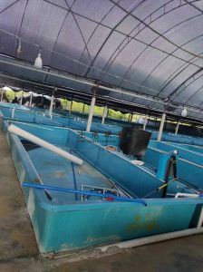 文昌3亩咸水养殖鱼池出租设施齐全接手就可经营